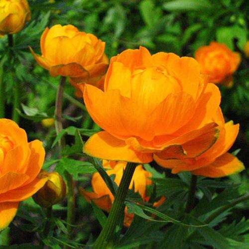 Купальница Orange Princess (Оранж Принцесс)