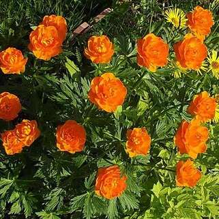 Купальница Orange Princess (Оранж Принцесс)