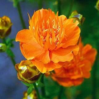 Купальница Orange Princess (Оранж Принцесс)