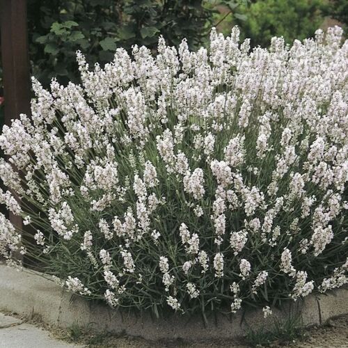 Лаванда узколистная White Scent Compact (Вайт Сцент Компакт)