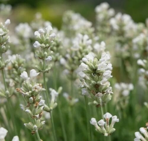 Лаванда узколистная White Scent Compact (Вайт Сцент Компакт)