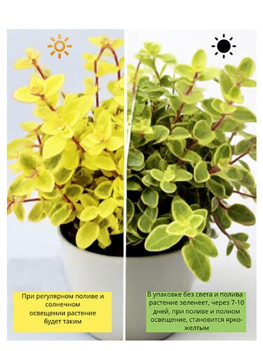 Каллизия Callisia Gold ( Каллизия Голд)