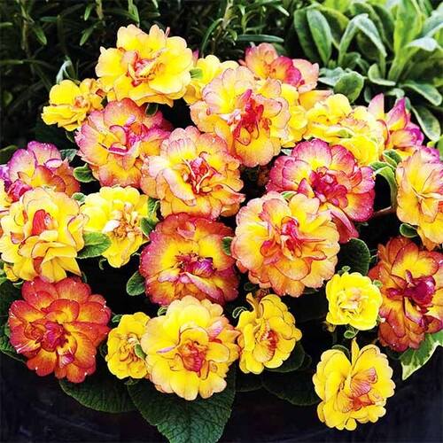 Примула Belarina Nectarine (Беларина Нектарин)