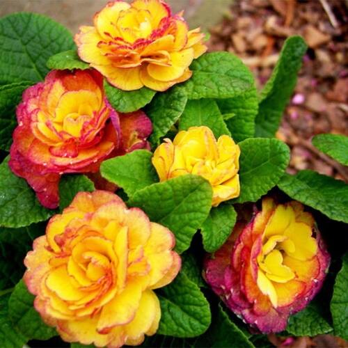 Примула Belarina Nectarine (Беларина Нектарин)