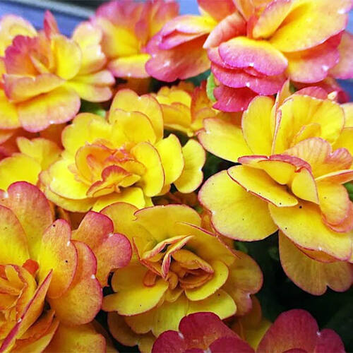 Примула Belarina Nectarine (Беларина Нектарин)