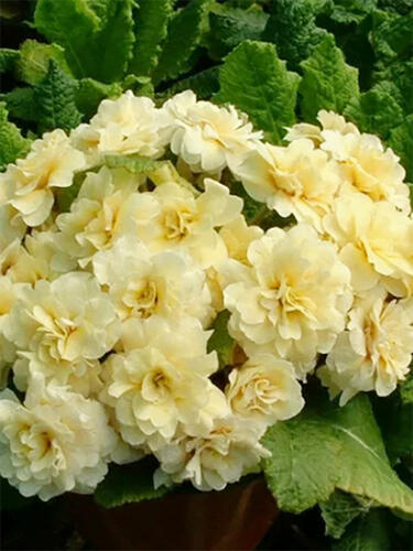 Примула  Guernsey Cream ( Гернси Крем)