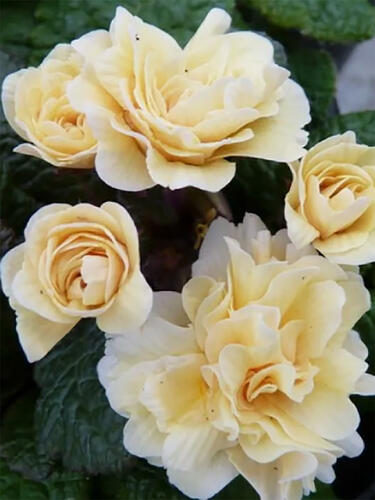 Примула  Guernsey Cream ( Гернси Крем)