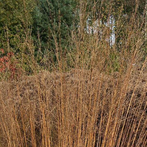 Молиния Karl Foerster (Карл Форстер)