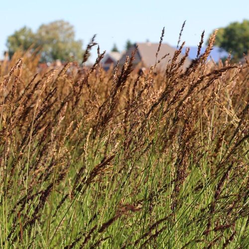 Молиния Moorhexe (Морексе)