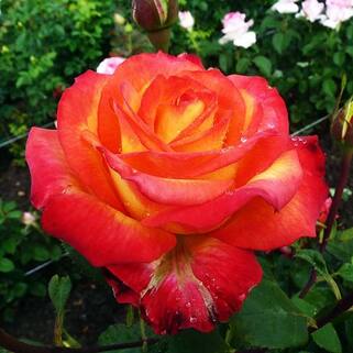 Роза чайно-гибридная Лина (Lina)