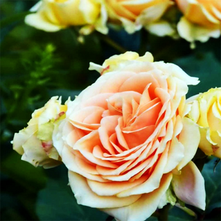 Роза чайно-гибридная Гордость Королей (Kings Pride)