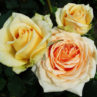 Роза чайно-гибридная Гордость Королей (Kings Pride)