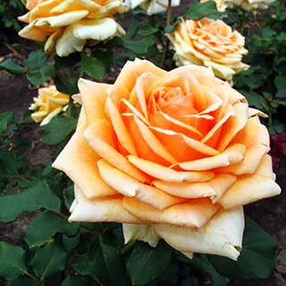 Роза чайно-гибридная Гордость Королей (Kings Pride)