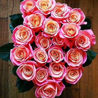 Роза чайно-гибридная Мисс Пигги (Miss Piggy)