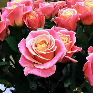 Роза чайно-гибридная Мисс Пигги (Miss Piggy)