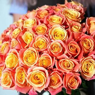 Роза чайно-гибридная Мисс Пигги (Miss Piggy)