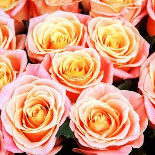 Роза чайно-гибридная Мисс Пигги (Miss Piggy)