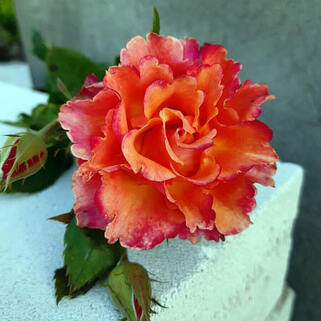 Роза чайно-гибридная Апачи (Apache)