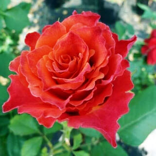 Роза чайно-гибридная Апачи (Apache)