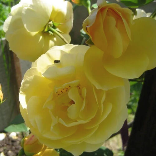 Роза плетистая Голден Элеганс (Golden Elegance)