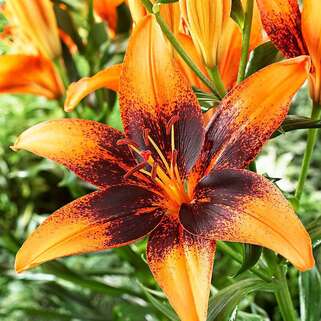 Лилия азиатская Paris Heart (Париж Харт)