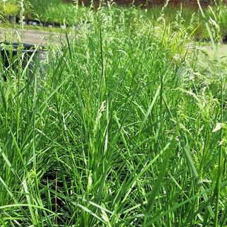 Луговик дернистый Goldschleier (Голдшляйер)