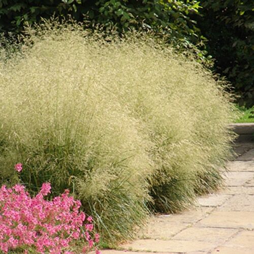 Луговик (щучка) дернистый Goldtau (Голдтау)