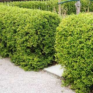 Смородина альпийская Schmidt (Шмидт)