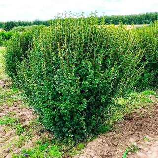 Смородина альпийская Schmidt (Шмидт)