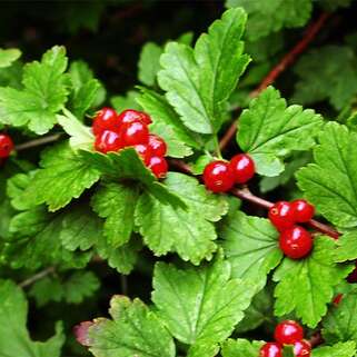 Смородина альпийская Schmidt (Шмидт)