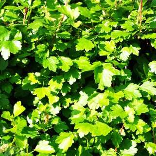 Смородина альпийская Schmidt (Шмидт)