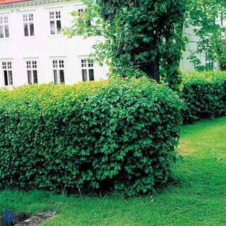 Смородина альпийская Schmidt (Шмидт)