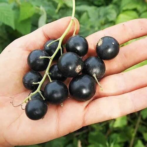 Смородина черная Селеченская