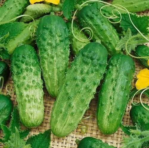 Огурец Хрустящий семена