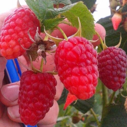 Малина Рубиновое ожерелье