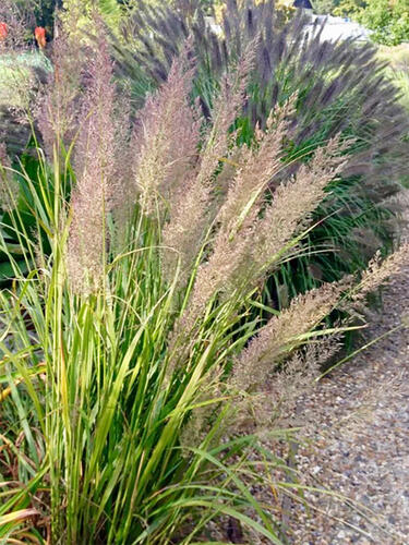 Вейник коротковолосистый 