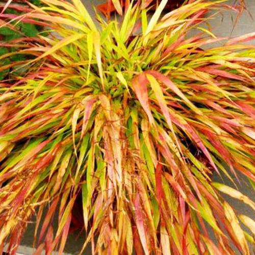 Хаконехлоя Beni Kaze (Бени Кейз)