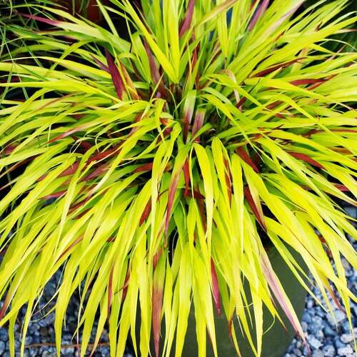 Хаконехлоя Beni Kaze (Бени Кейз)