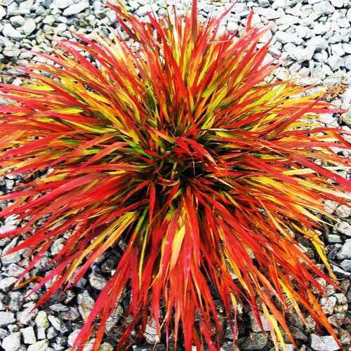 Хаконехлоя Beni Kaze (Бени Кейз)