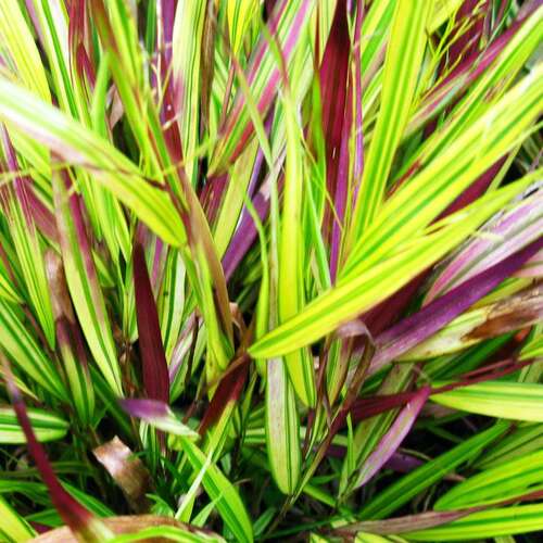 Хаконехлоя Beni Kaze (Бени Кейз)