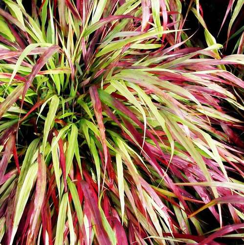 Хаконехлоя Beni Kaze (Бени Кейз)