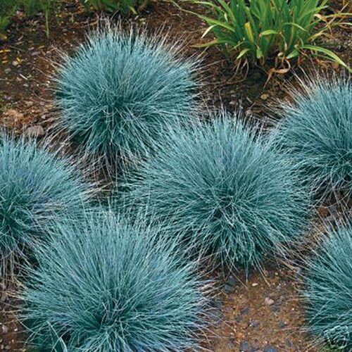 Овсяница сизая Festuca cinerea