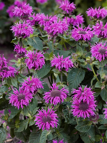 Монарда Bee-Pure (Бии-Пюр) 