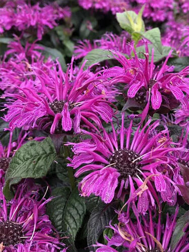 Монарда Bee-Pure (Бии-Пюр) 