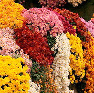 Хризантемы каскадные - каталог весна 2026г.