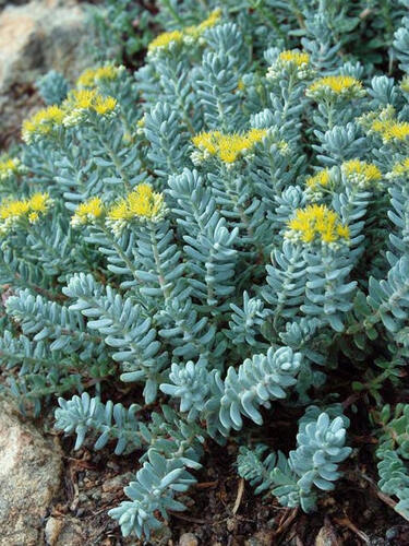 Седум (очиток) Скальный Blue Sprus Блю Спрус