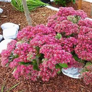 Седум (очиток) Class Act (Класс Акт)