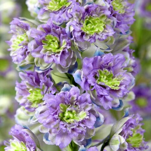 Дельфиниум Blueberry Pie