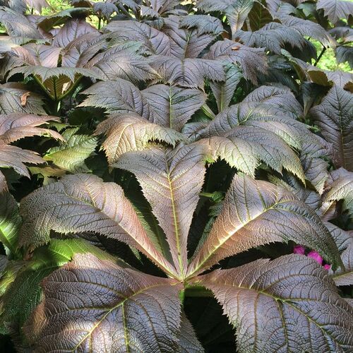 Роджерсия Braunlaub