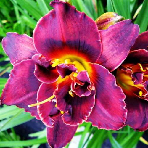 Лилейник Voodoo Dancer (Вуду Дансер)